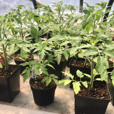 Tomato plants from Pinestead Farm, Franconia, NH